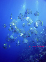 bat fish
