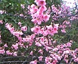 八重岳の桜