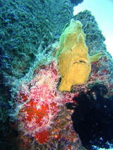giant frog fish
