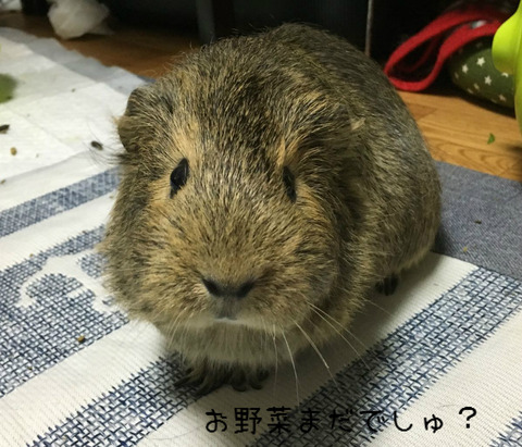 BlogPaint