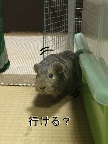 BlogPaint