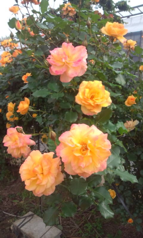 20120520074119