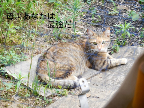BlogPaint