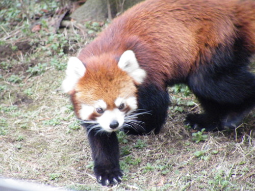 akilaのへっぽこ日記 : ３月の<b>江戸川区自然動物園</b>