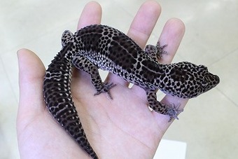新入荷レオパ！ : 爬虫類倶楽部 J ジョイフル本田 ひたちなか店