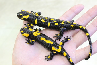 ファイアサラマンダー（基亜種）ワイルド個体（売約済み） b51c984e-s.jpg