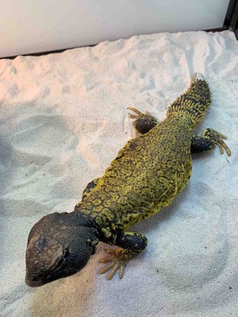 新入荷！トカゲ編 : 爬虫類倶楽部 J ジョイフル本田 ひたちなか店