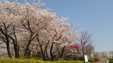 鮫洲の桜