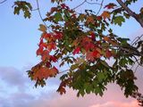 夕方の紅葉