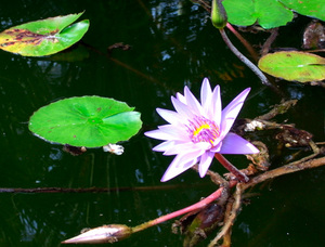 lotus