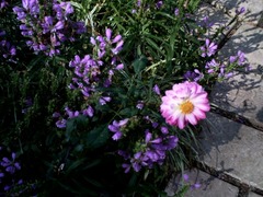 AGFA sensor 505-E×花3