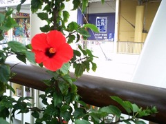 AGFA sensor 505-E×花1