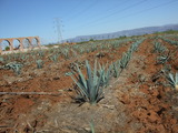 2010_1104MEXICO0266