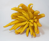250px-Buddhas_hand_2