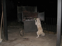肉争奪戦