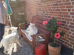 Shiba-Inu+und+Toyon`s+Familie+046