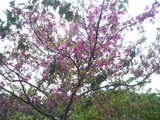 ��2009-02