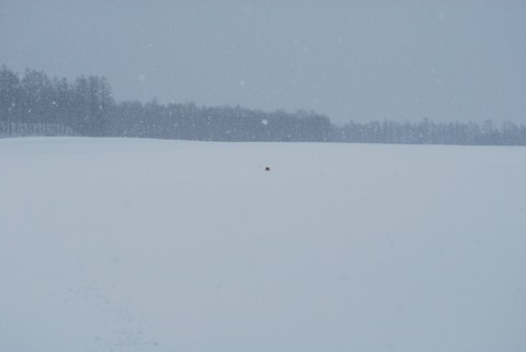 DSC_0037 (800x536)