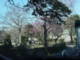梅の花がきれいです♪