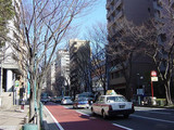 春を待つケヤキ並木♪