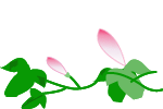 朝顔1