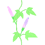 朝顔2