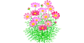 コスモス1