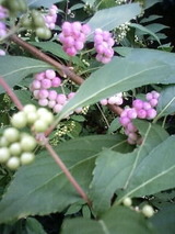 6c2f4f89.jpg