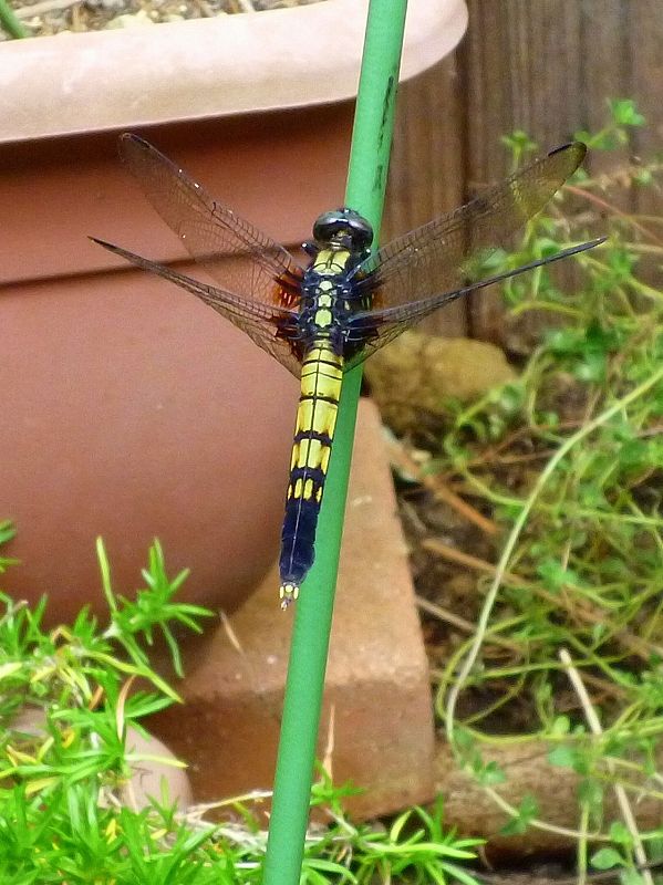 ooshiokara♀