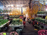 flowermarket (40)