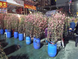 flowermarket (49)