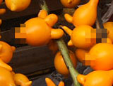 flowermarket (45)
