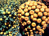 flowermarket (43)