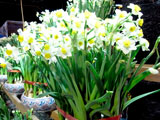flowermarket (52)