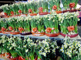 flowermarket (51)