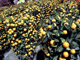 flowermarket (42)