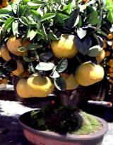 flowermarket (55)