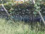DSCF2527