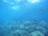 M0013251