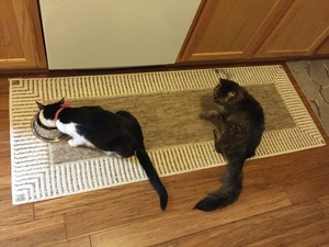 IMG_0331