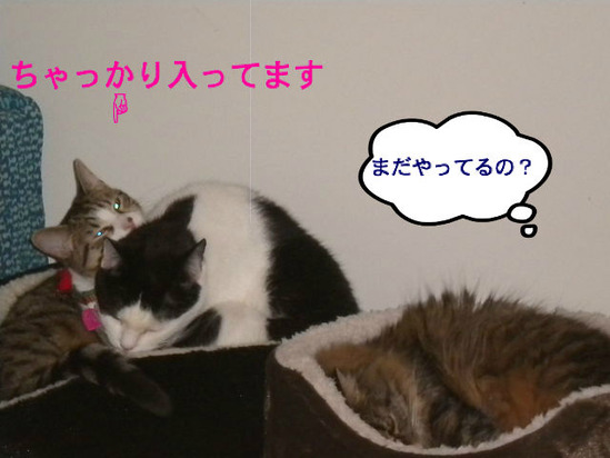 BlogPaint