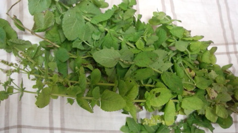 DCF00001 3 のコピー 6