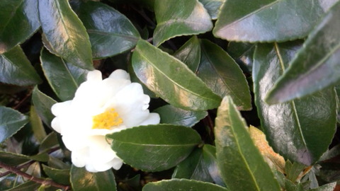 DCF00003 のコピー