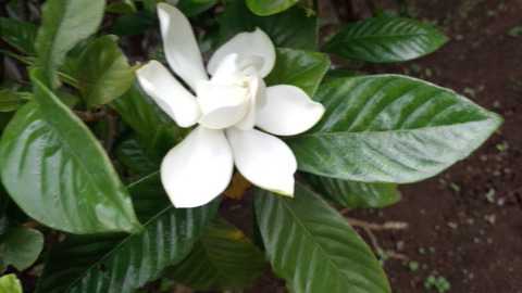 DCF00003