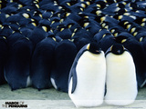 March of the Penguins