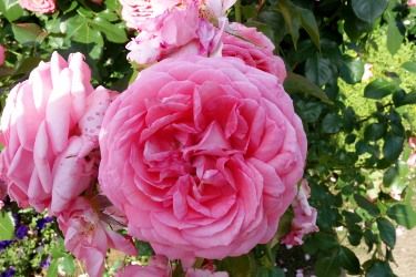 DSC00337 (375x250)