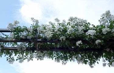DSC00335 (375x240)
