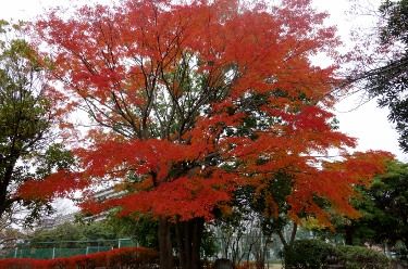 DSC01361 (375x248)