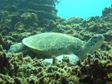 20080616アオウミガメ