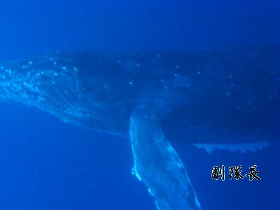 ザトウクジラ_20090101(J・BOY用)